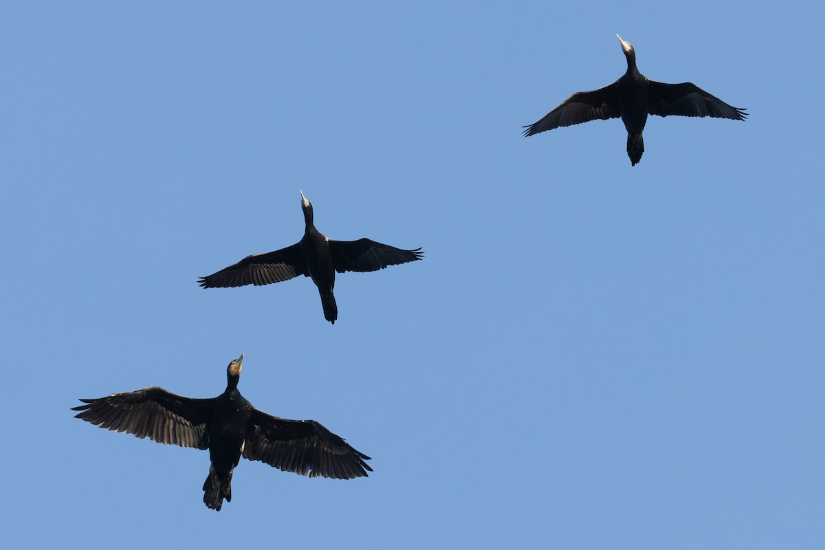 Little Black Cormorant - Bradley Shields