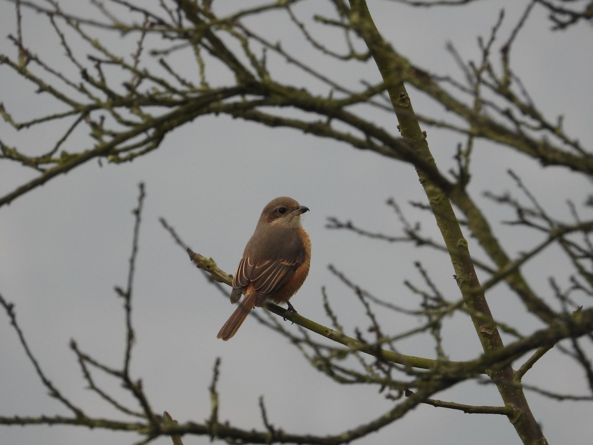 Bull-headed Shrike - ML620666403