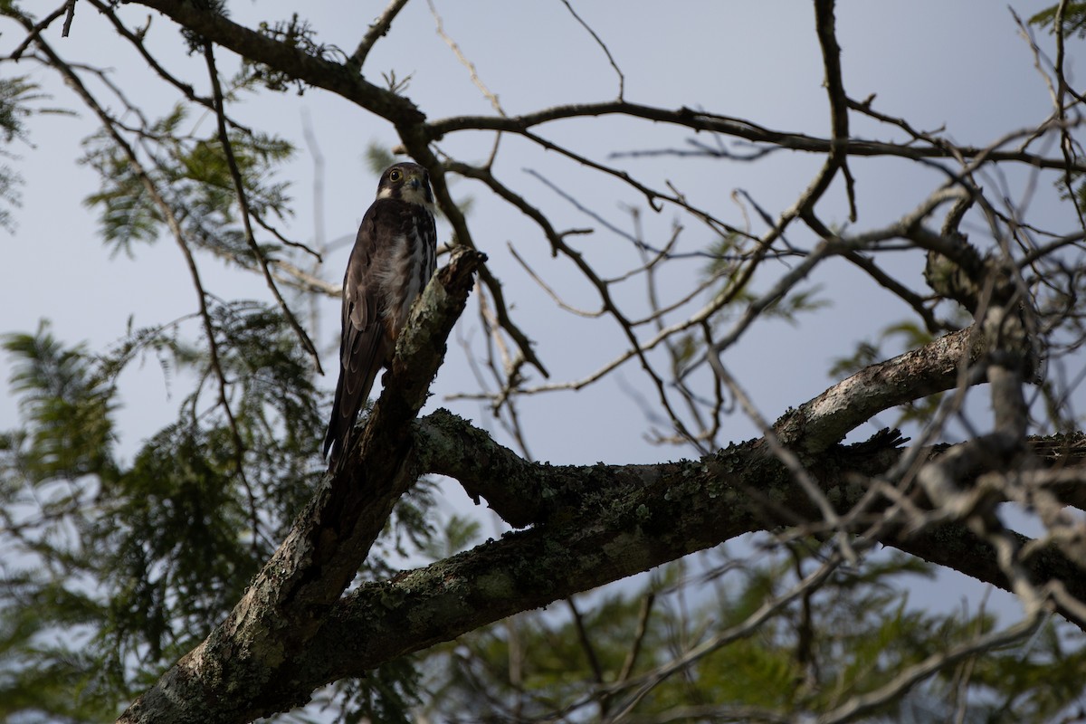 Eurasian Hobby - ML620666404