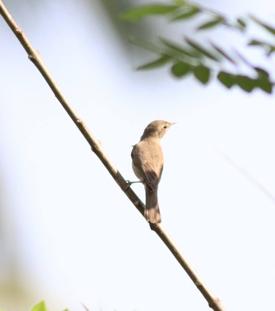 Sykes's Warbler - ML620666407