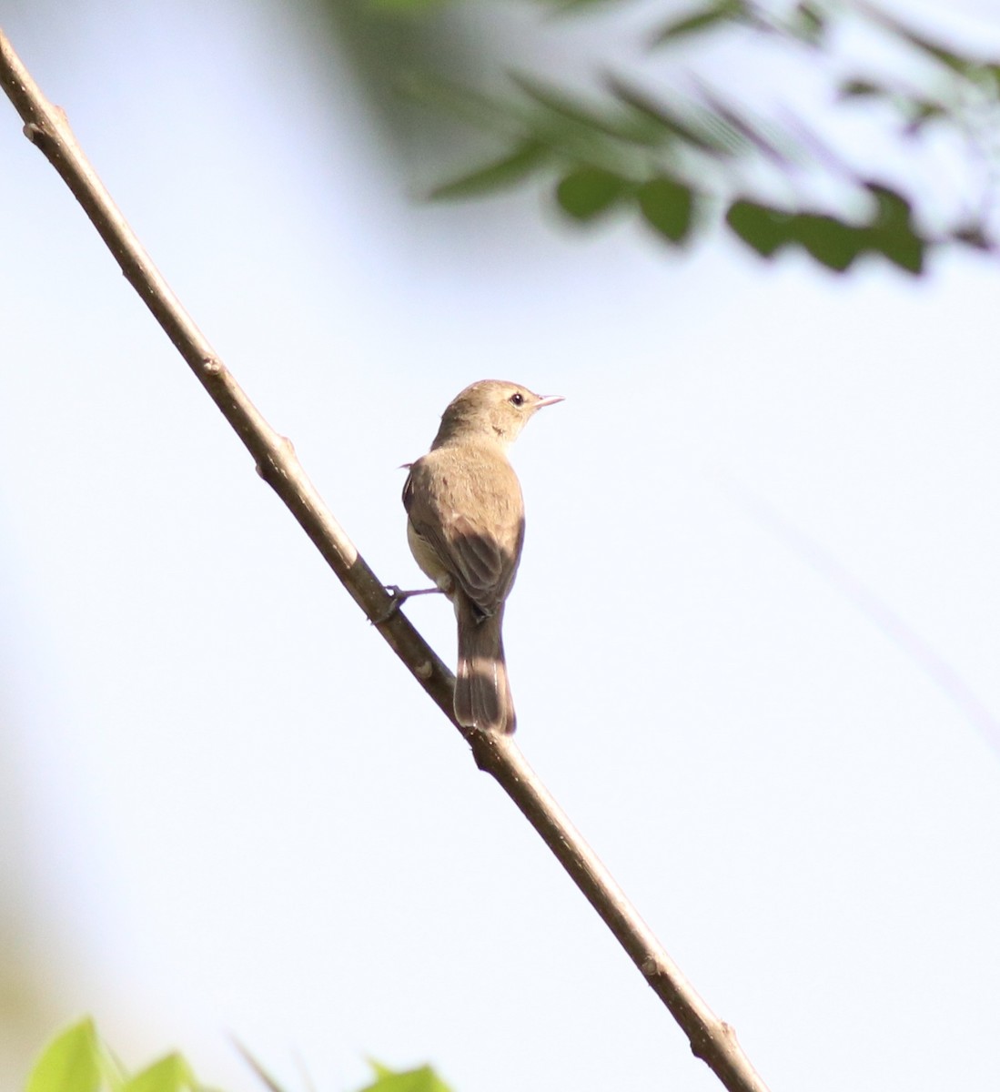 Sykes's Warbler - ML620666408