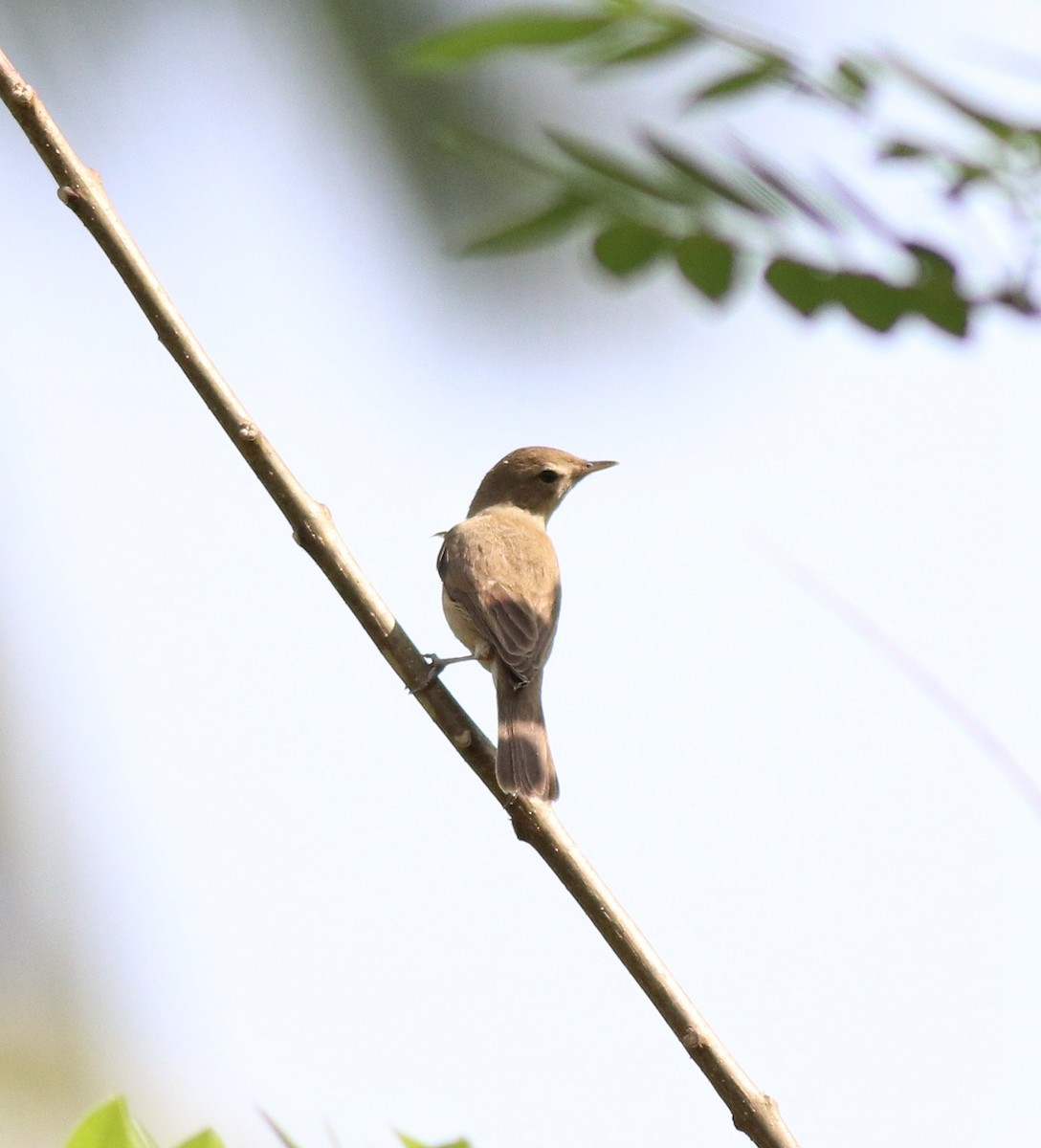 Sykes's Warbler - ML620666410