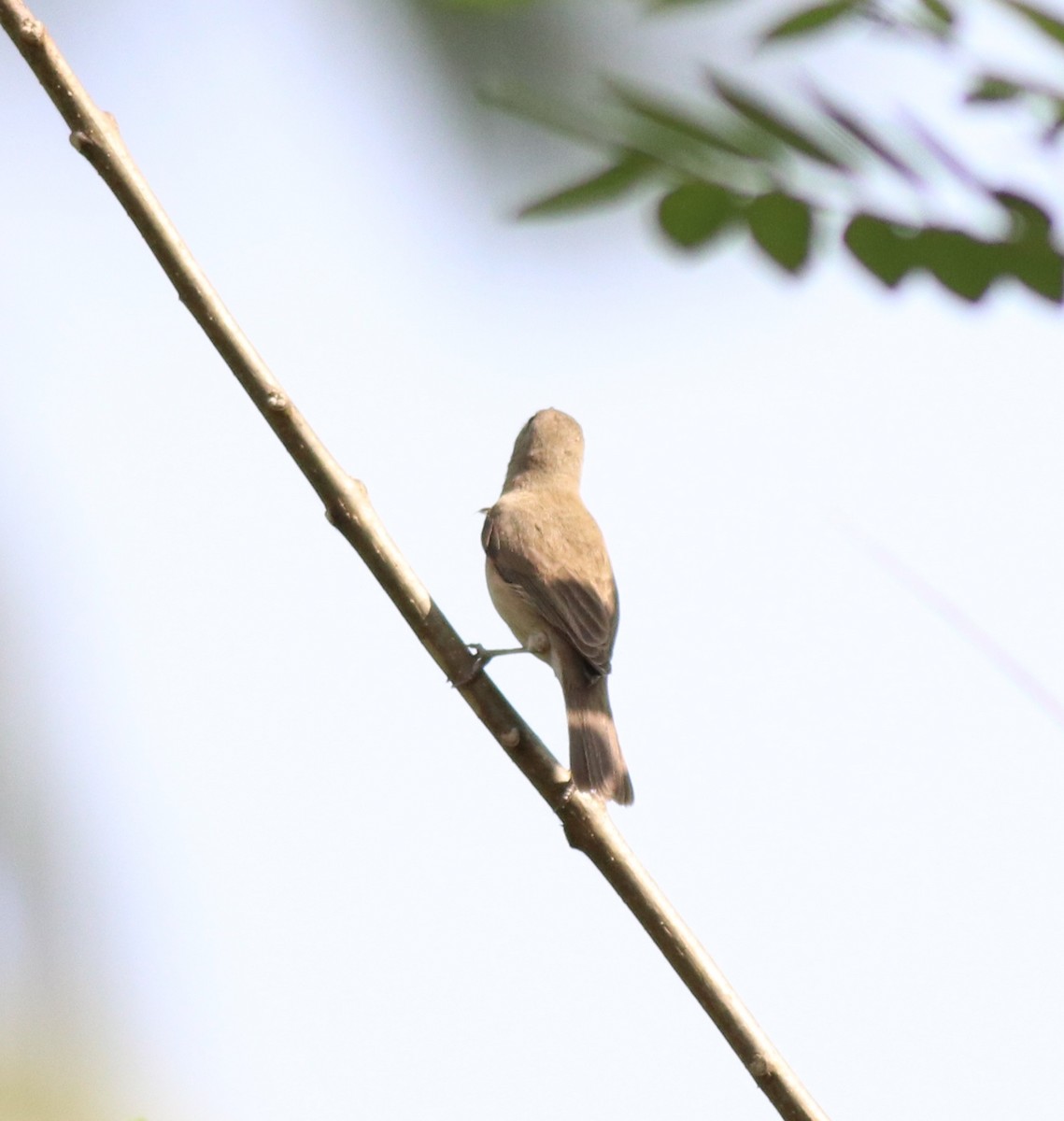 Sykes's Warbler - ML620666411