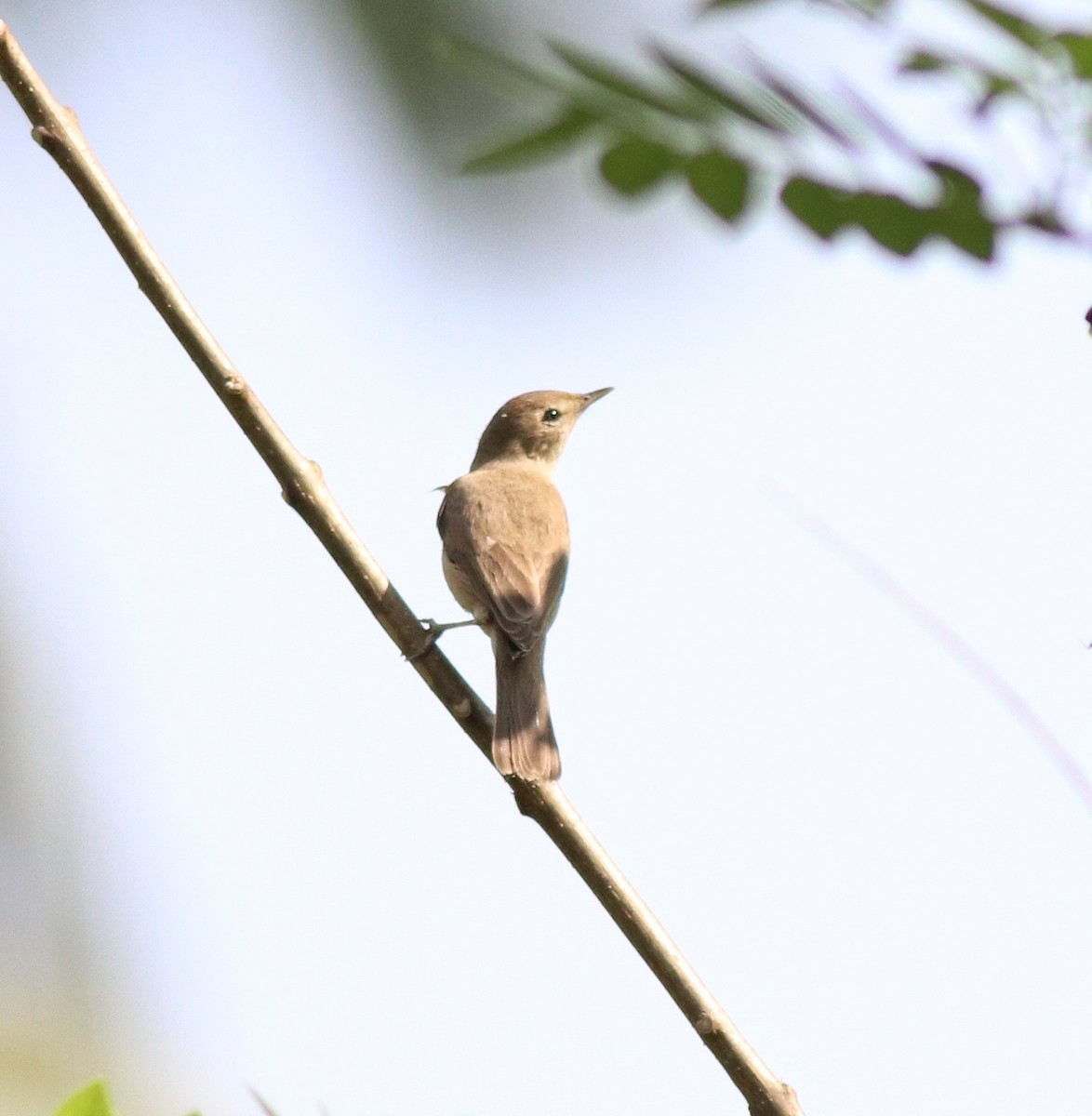 Sykes's Warbler - ML620666412