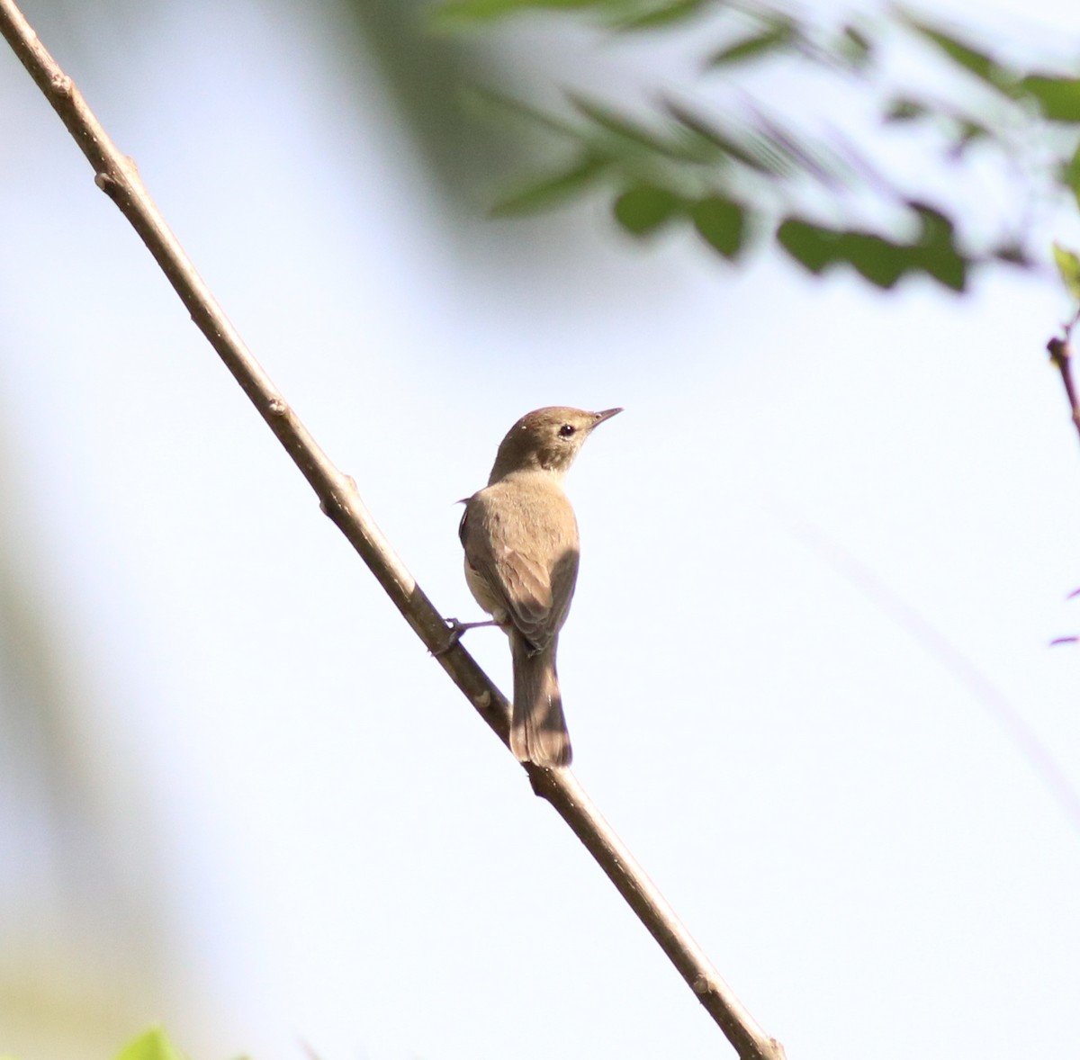 Sykes's Warbler - ML620666413