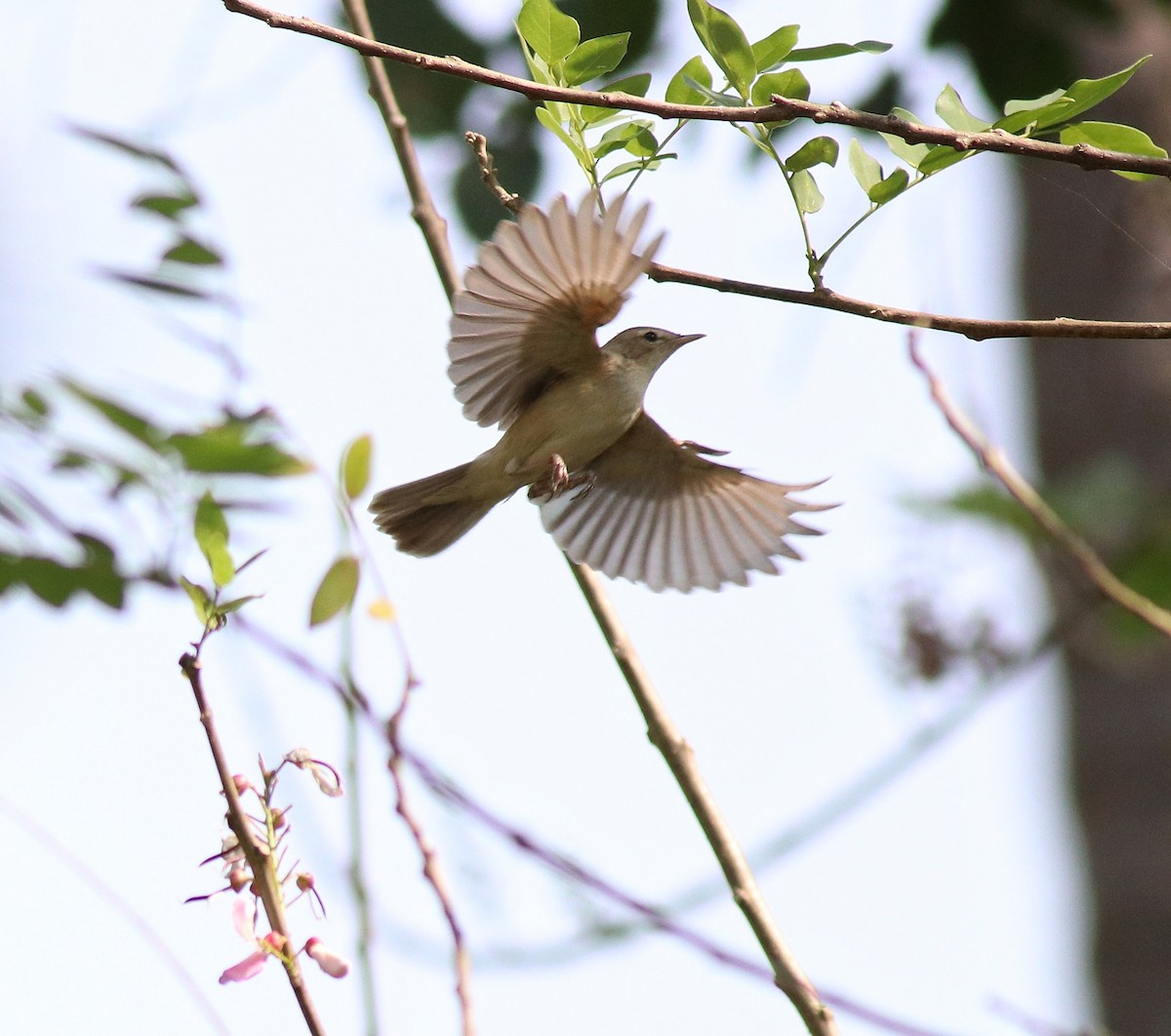 Sykes's Warbler - ML620666415