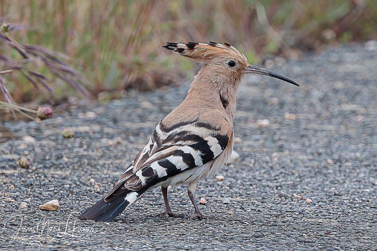 Eurasian Hoopoe - ML620666416