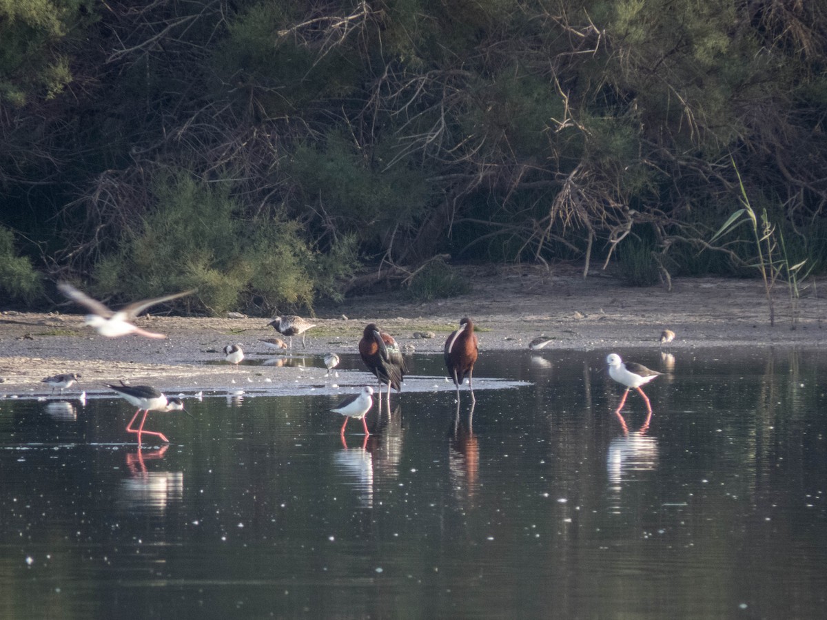 ibis hnědý - ML620666417