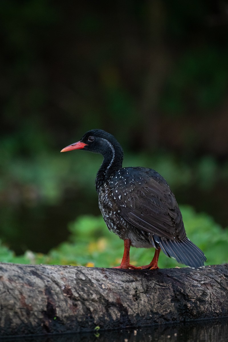 African Finfoot - ML620666419