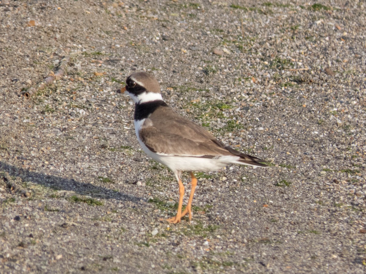 Common Ringed Plover - ML620666420