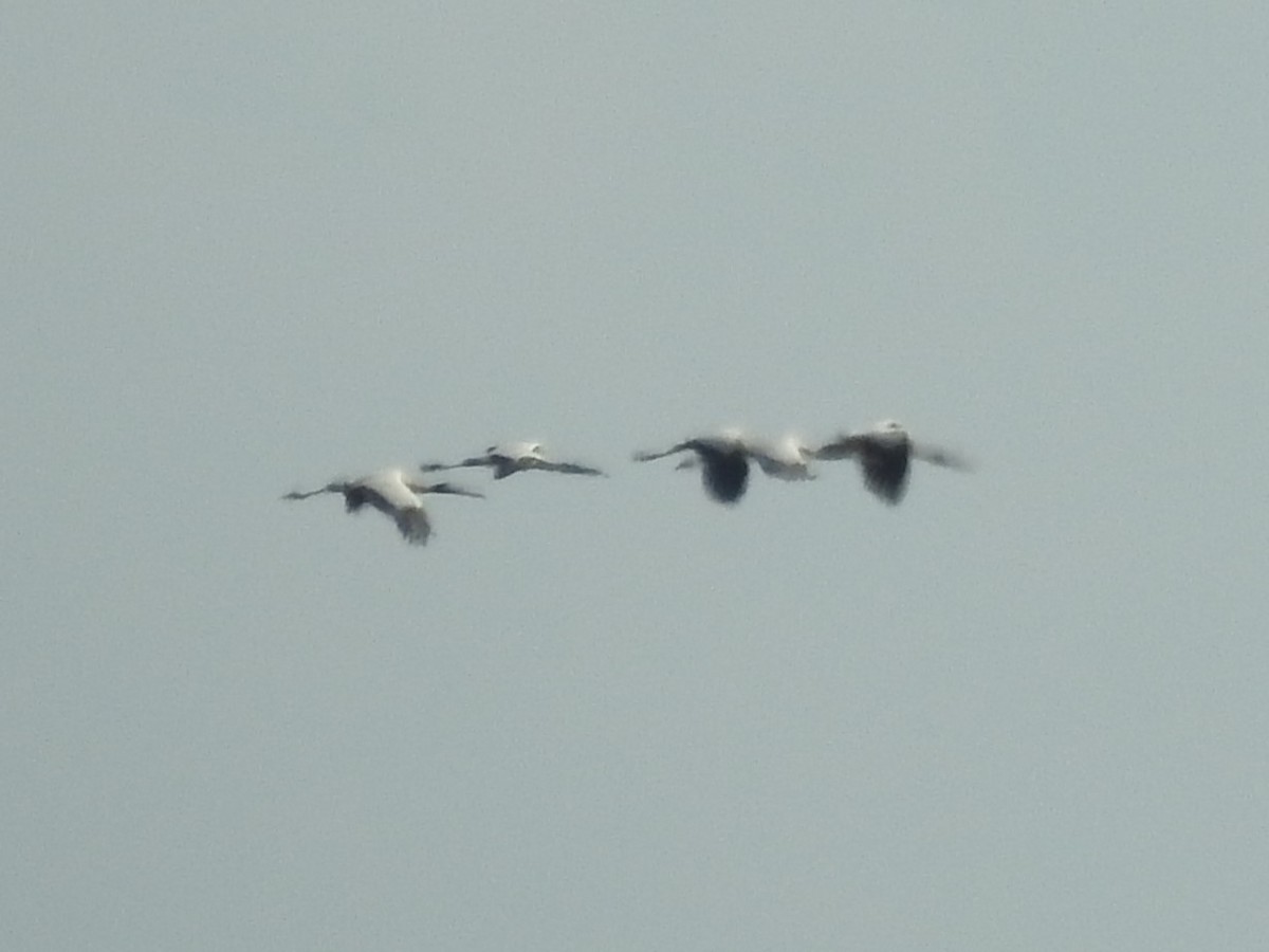 Wood Stork - ML620666422