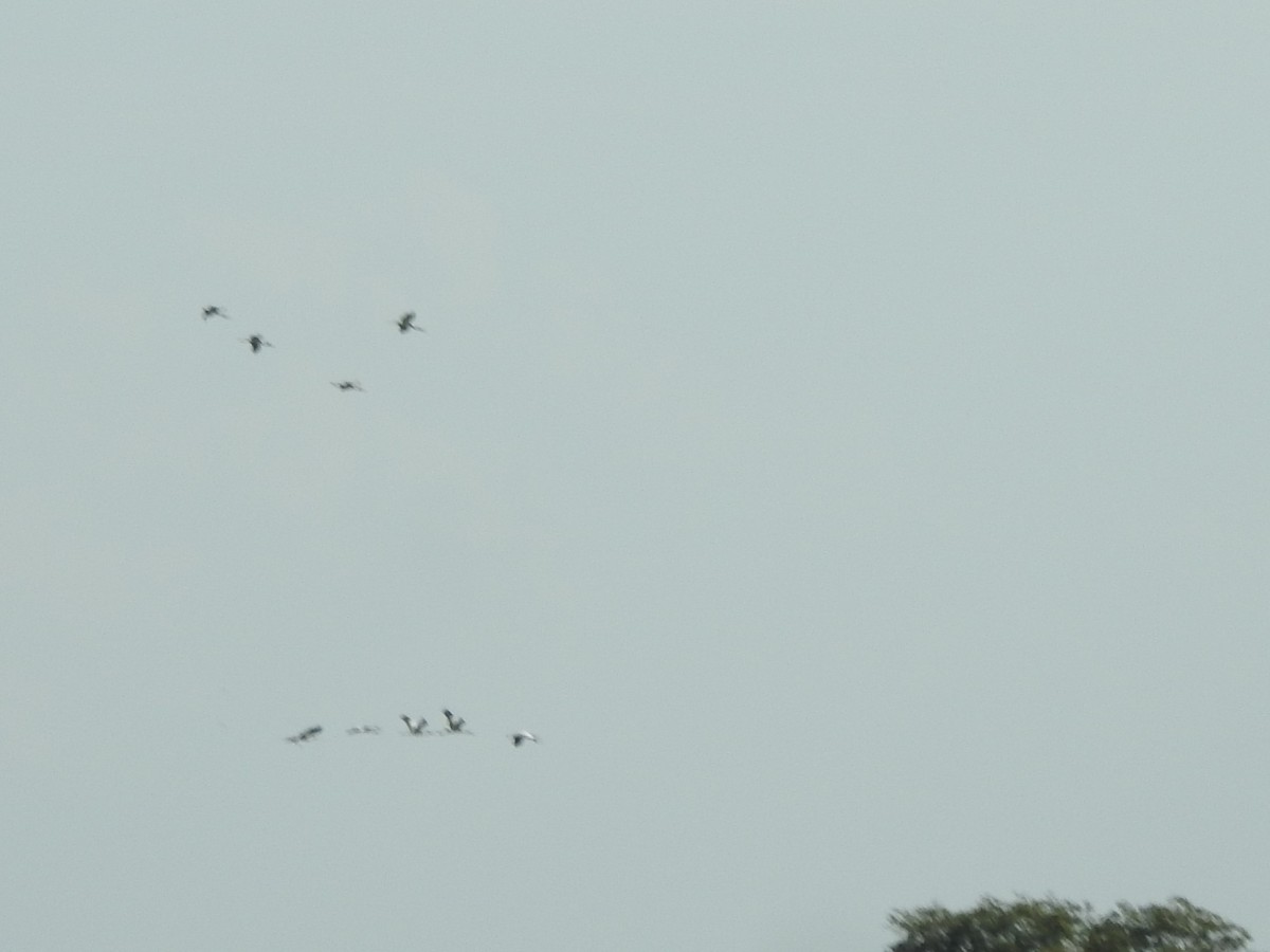 Wood Stork - ML620666424