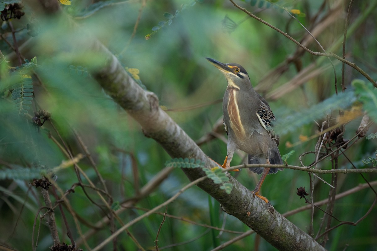 Striated Heron - ML620666426