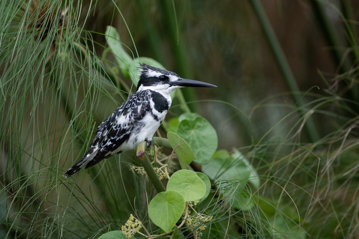 Pied Kingfisher - ML620666427