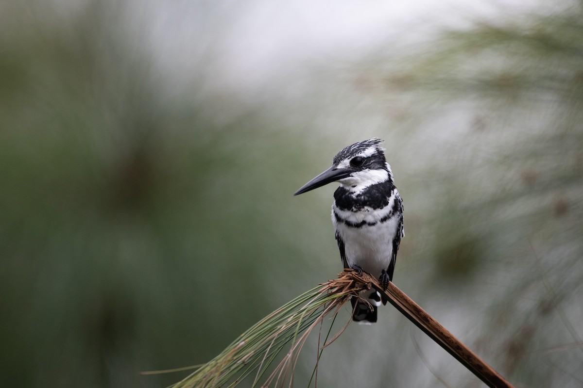 Pied Kingfisher - ML620666428