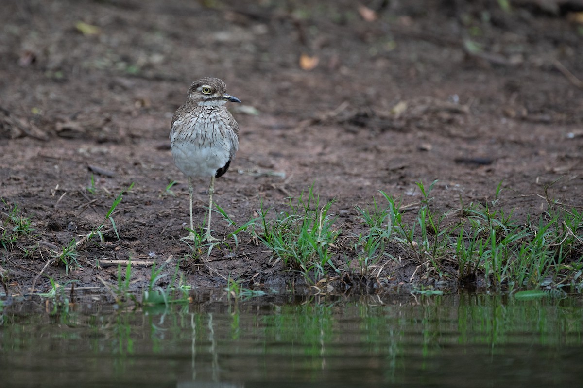 Water Thick-knee - ML620666430