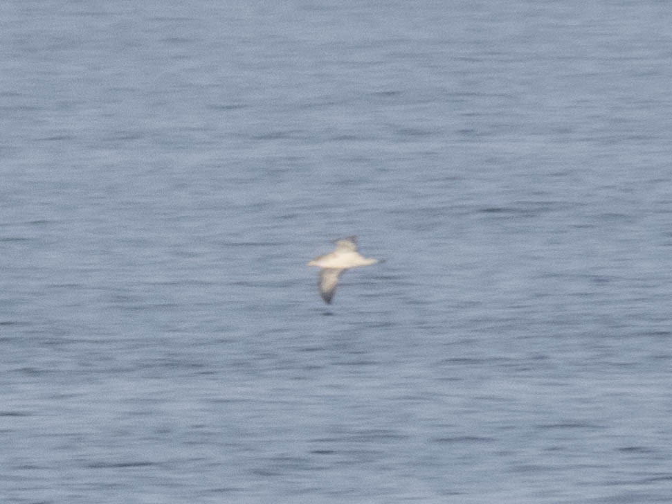 Cory's Shearwater - ML620666431