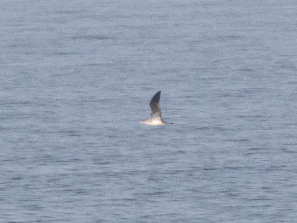 Cory's Shearwater - ML620666432