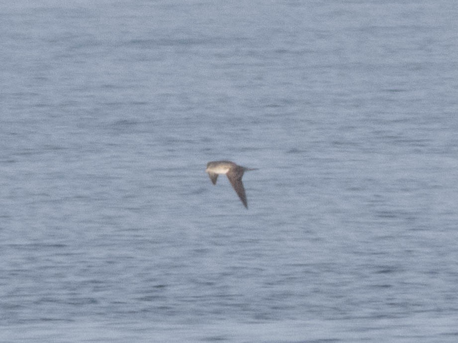 Cory's Shearwater - ML620666433