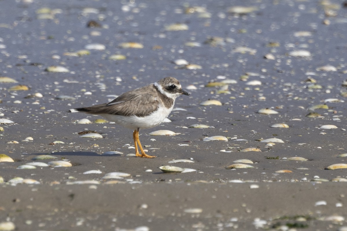 Common Ringed Plover - ML620666435