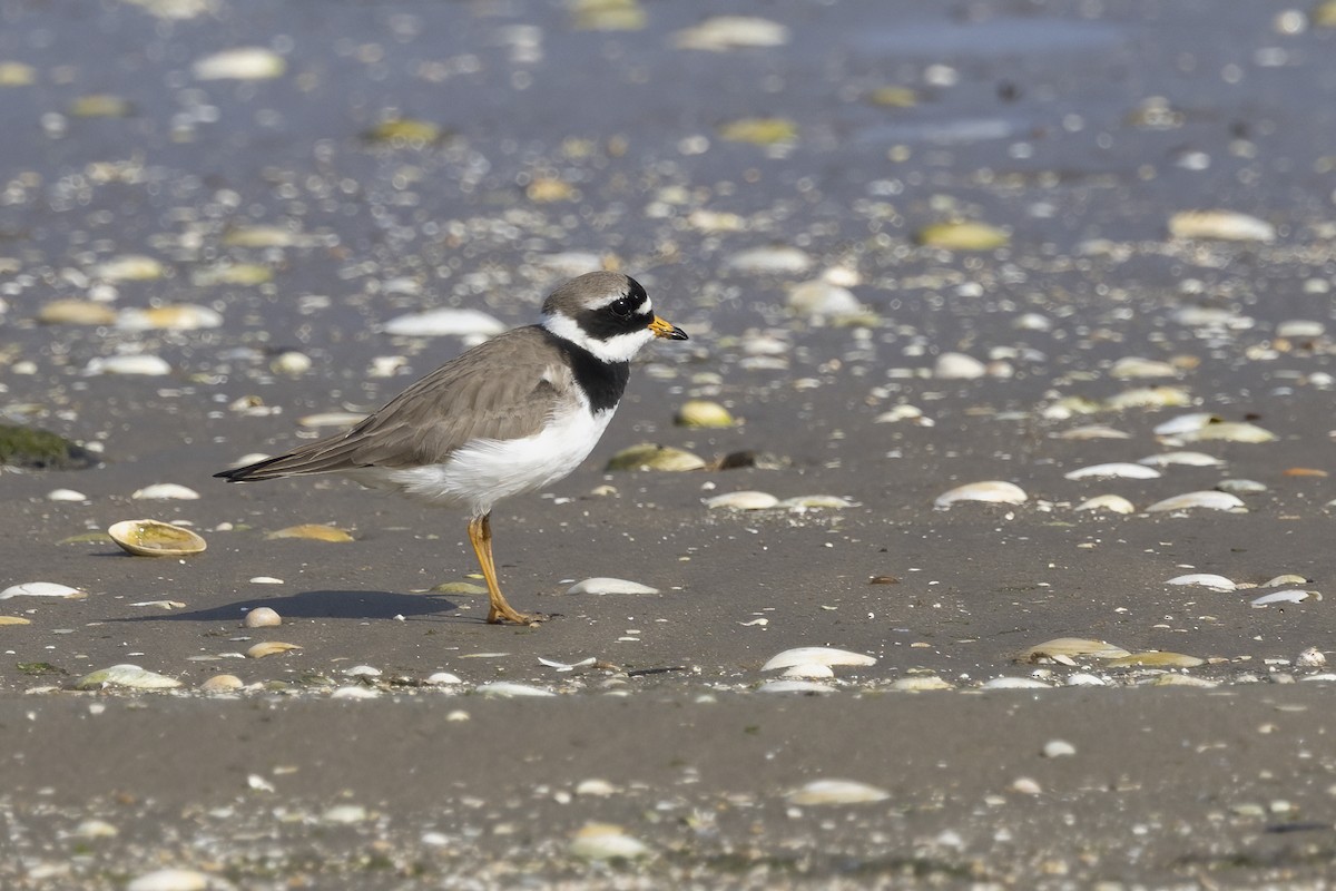 Common Ringed Plover - ML620666436