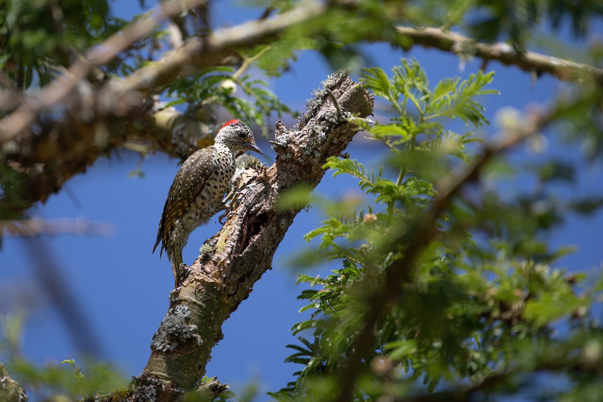 Nubian Woodpecker - ML620666438