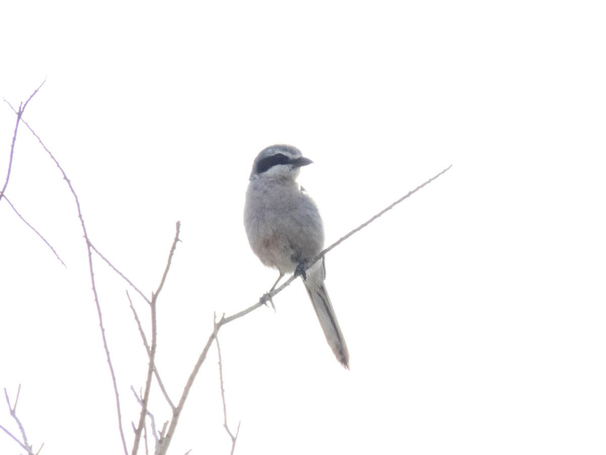 Rufous-tailed Scrub-Robin - ML620666439