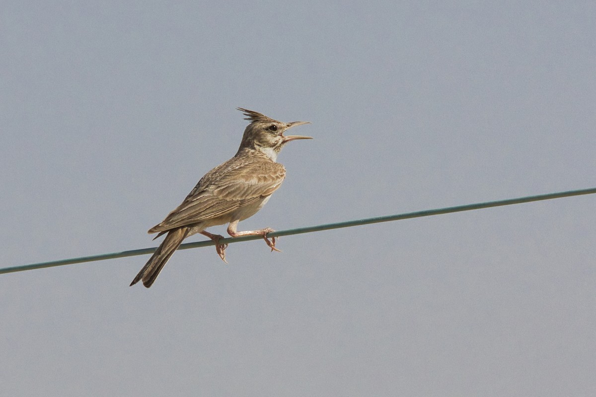 Crested Lark - ML620666440