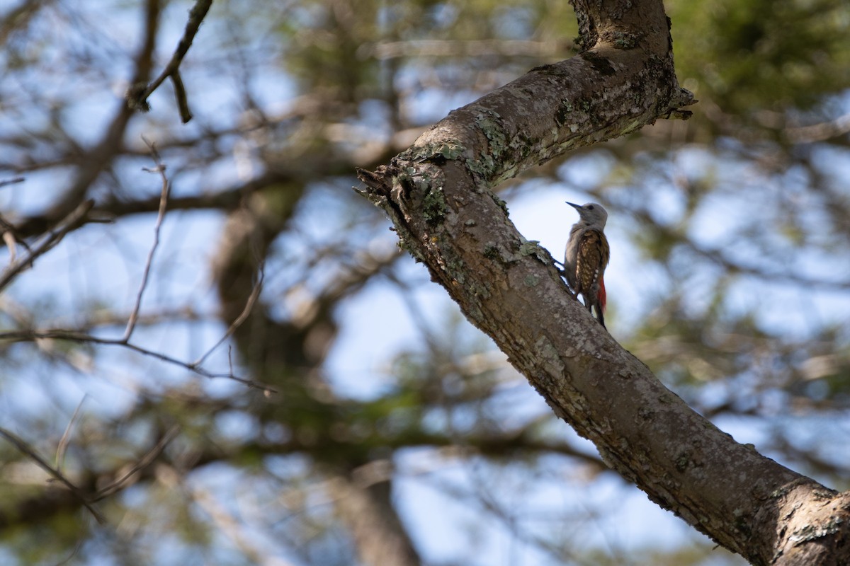 African Gray Woodpecker - ML620666441