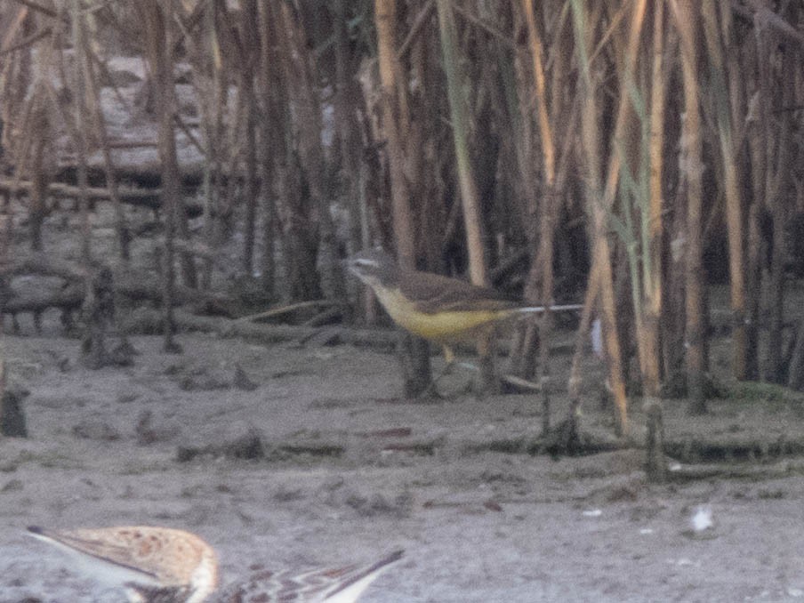 Western Yellow Wagtail (iberiae) - ML620666442