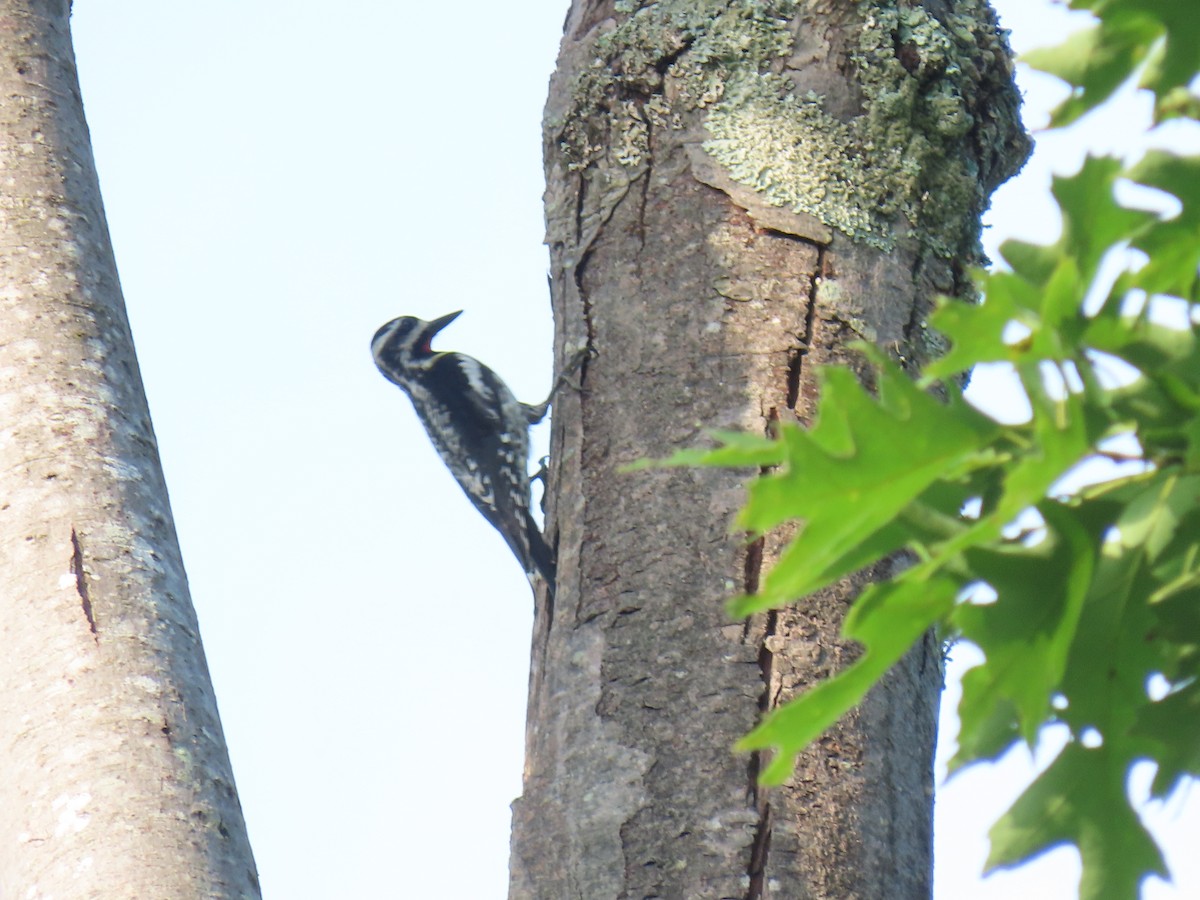 Yellow-bellied Sapsucker - ML620666443