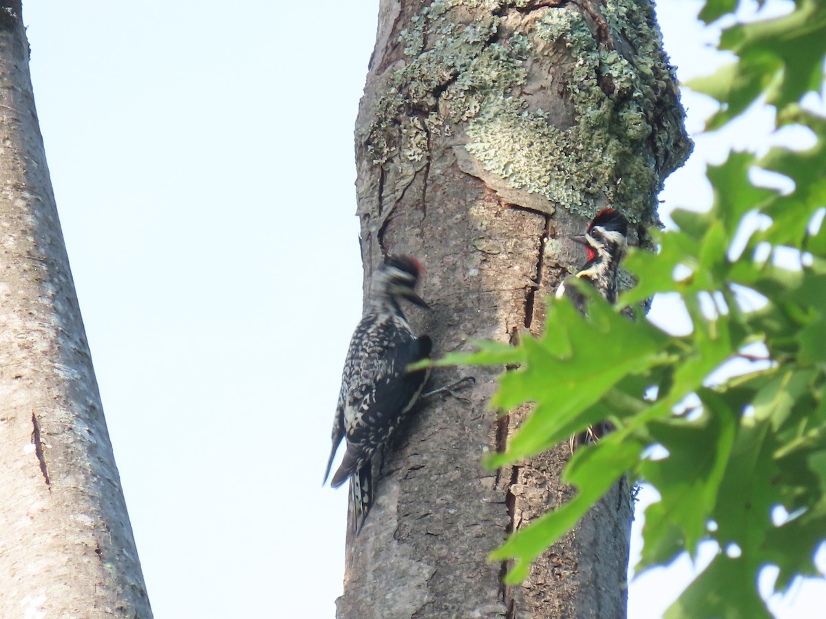 Yellow-bellied Sapsucker - ML620666444