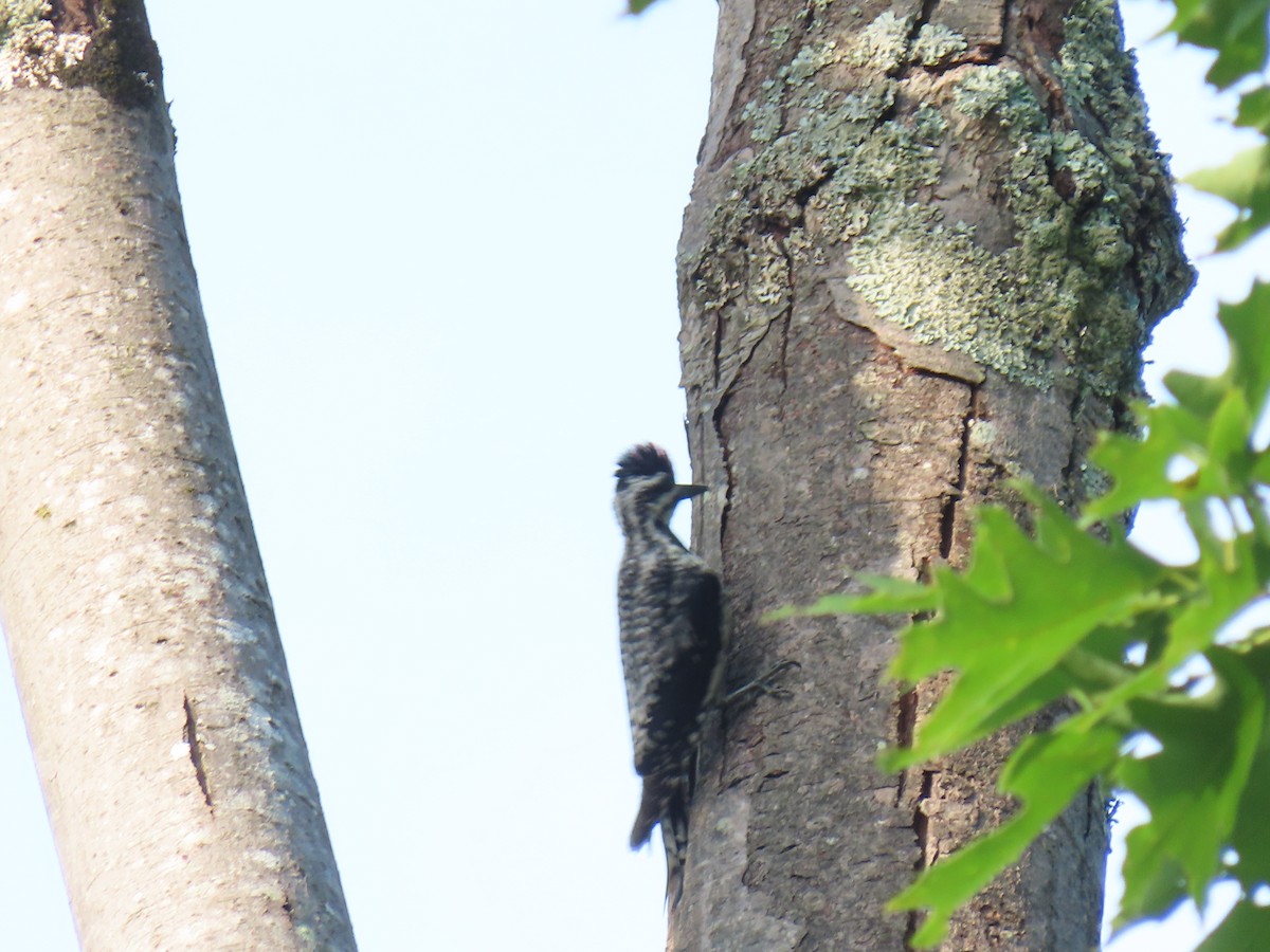 Yellow-bellied Sapsucker - ML620666445