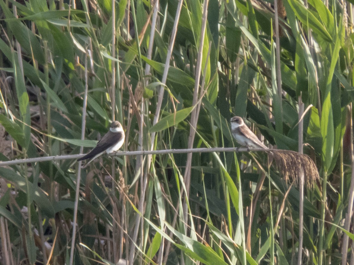 Bank Swallow - ML620666446