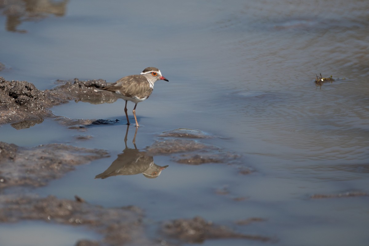 Three-banded Plover - ML620666447