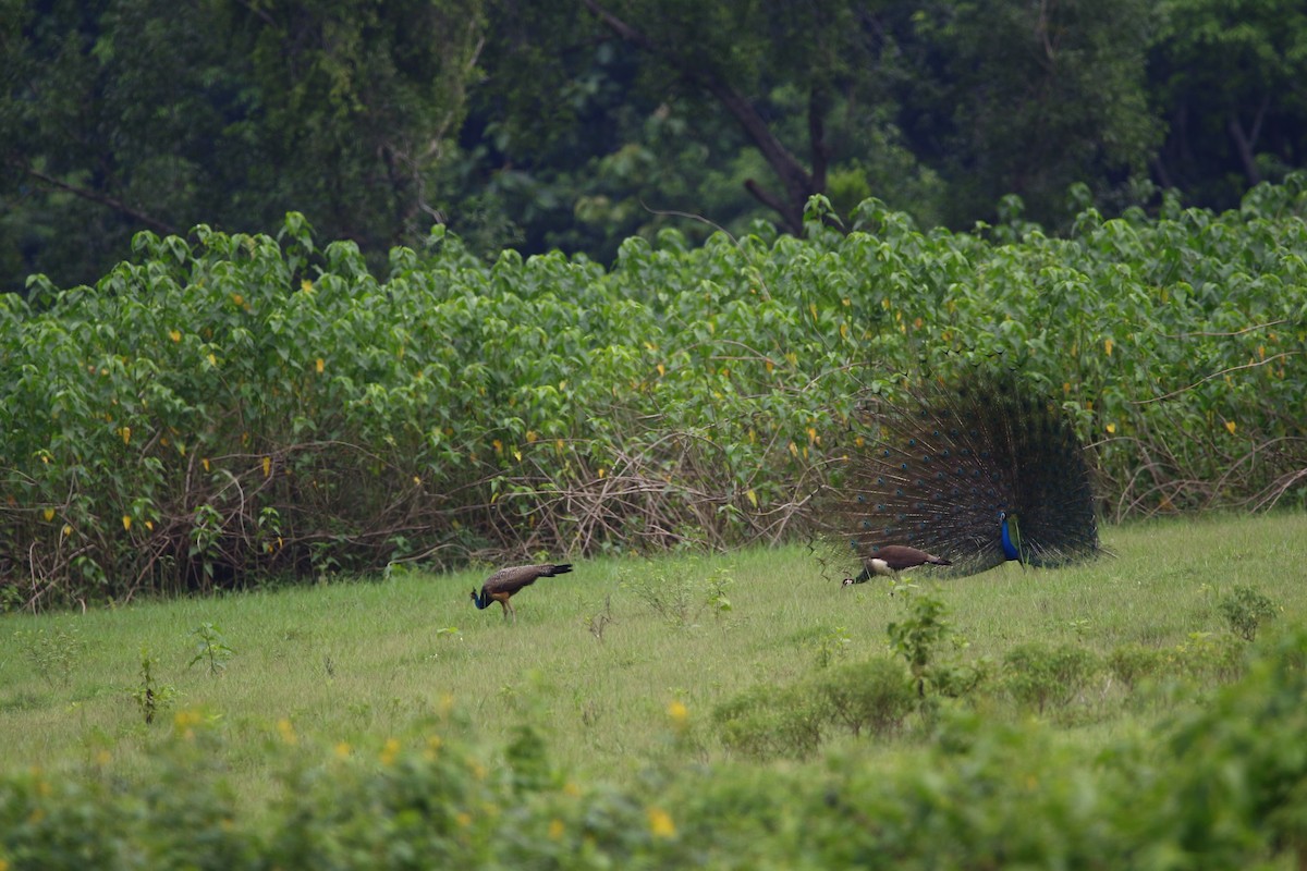 Indian Peafowl - ML620666448