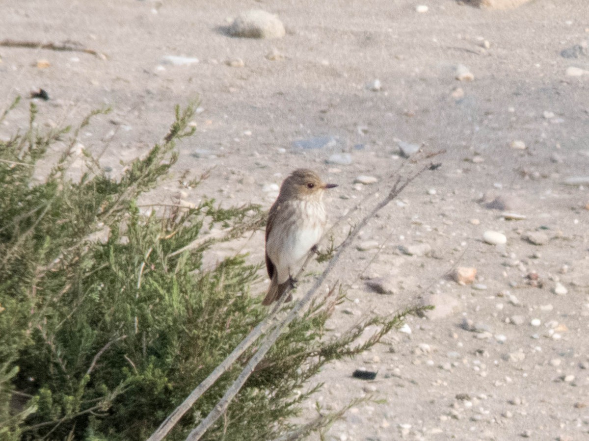 Spotted Flycatcher - ML620666449