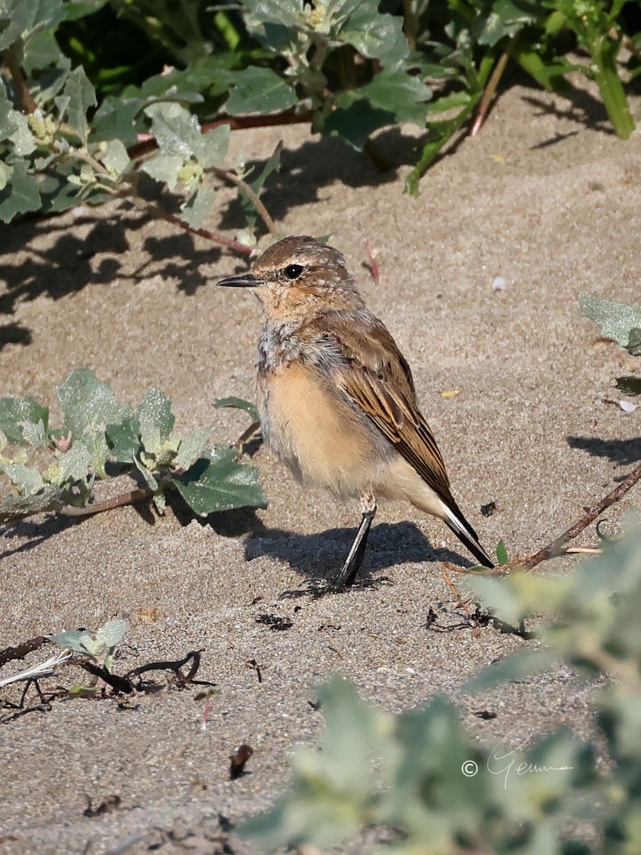 Northern Wheatear - ML620666450