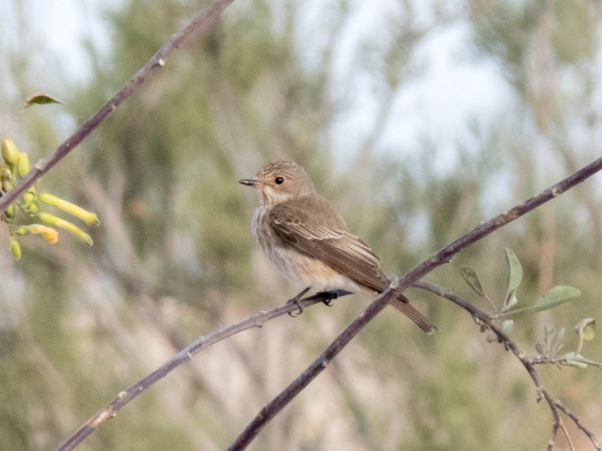 Spotted Flycatcher - ML620666451