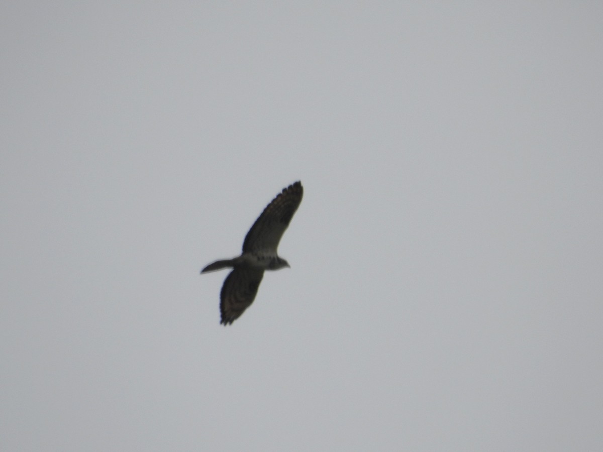 European Honey-buzzard - ML620666452