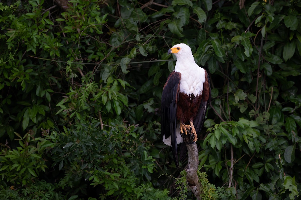 African Fish-Eagle - ML620666454