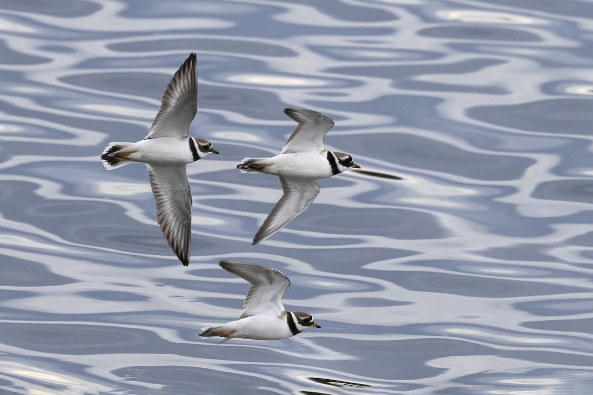 Common Ringed Plover - ML620666455