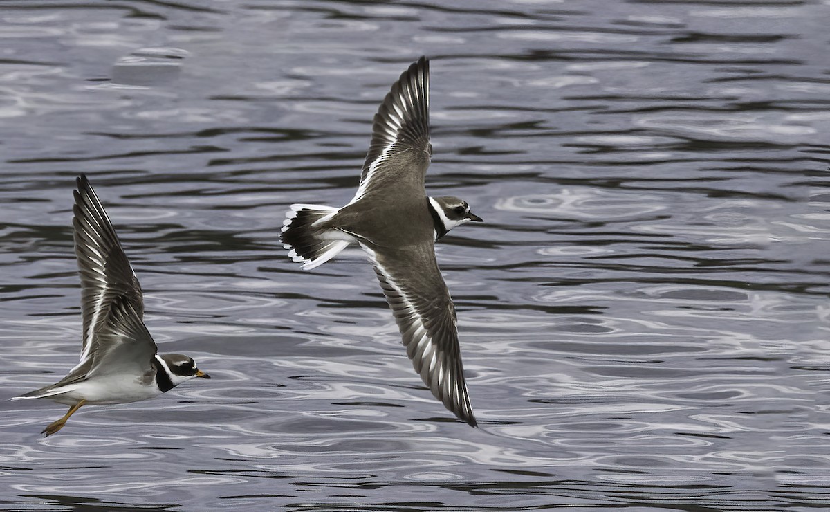 Common Ringed Plover - ML620666456