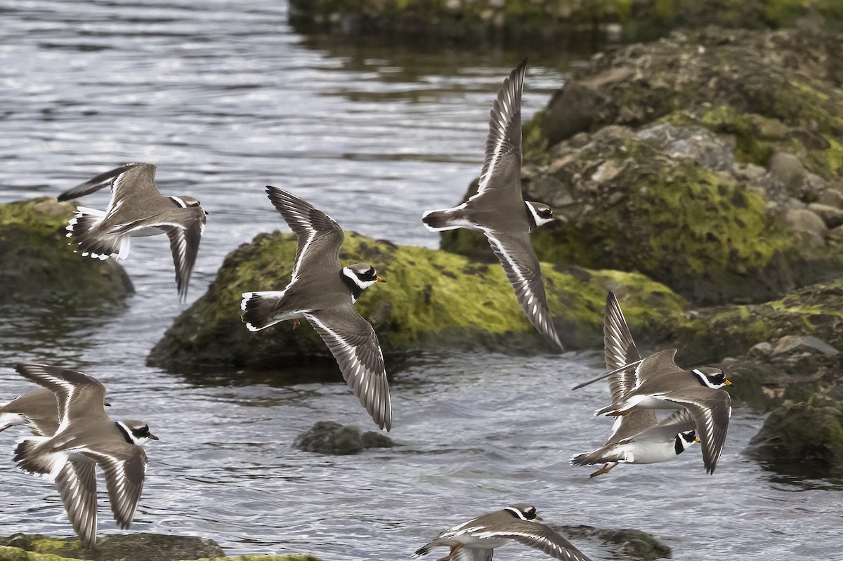 Common Ringed Plover - ML620666457