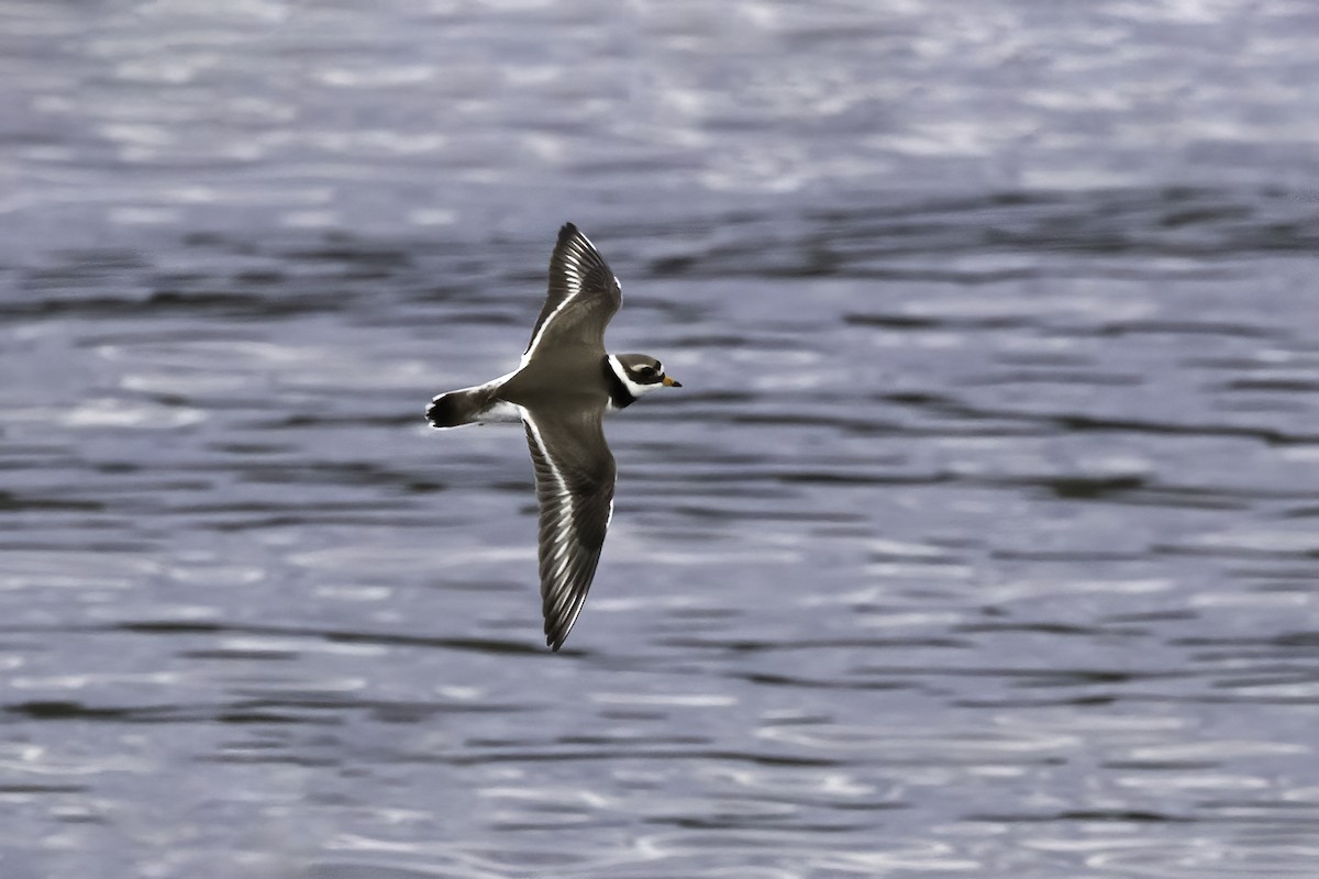 Common Ringed Plover - ML620666460