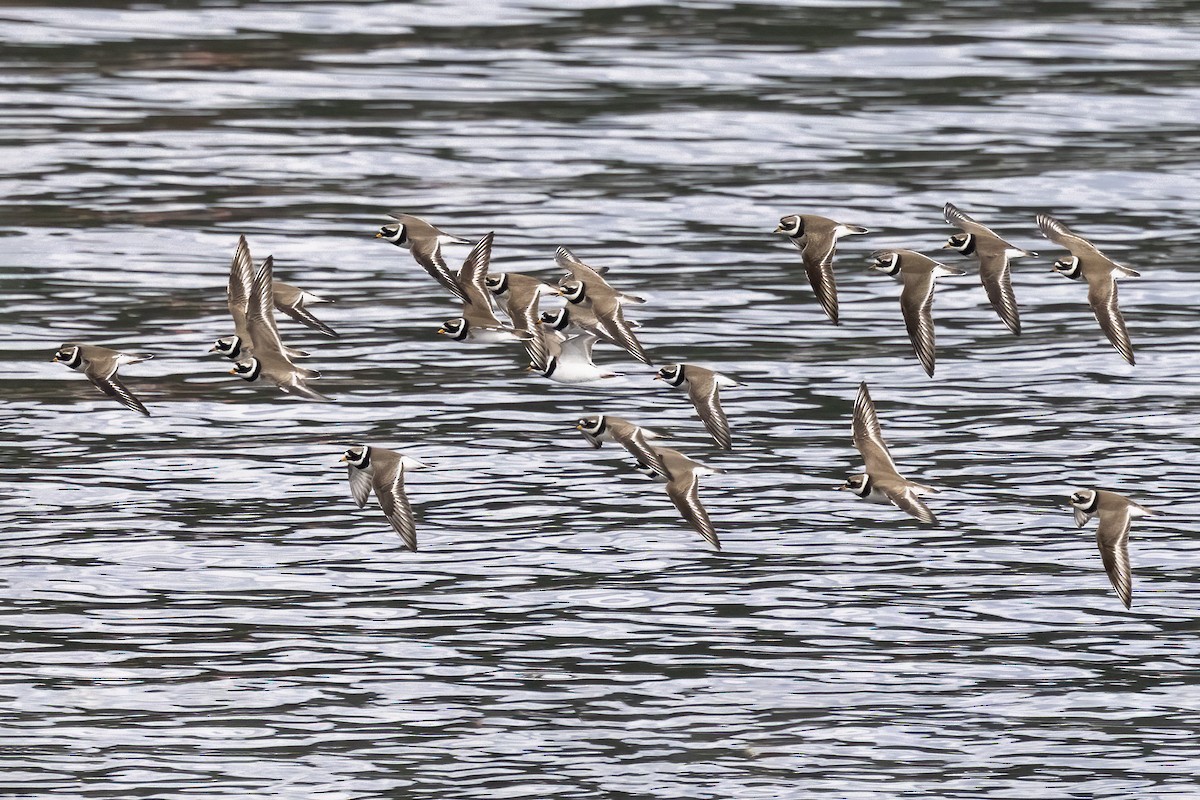 Common Ringed Plover - ML620666461