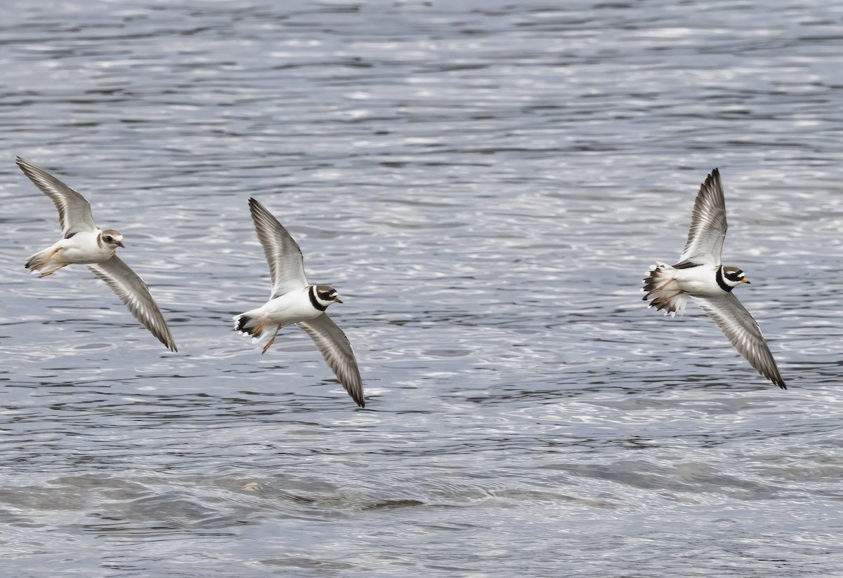 Common Ringed Plover - ML620666462