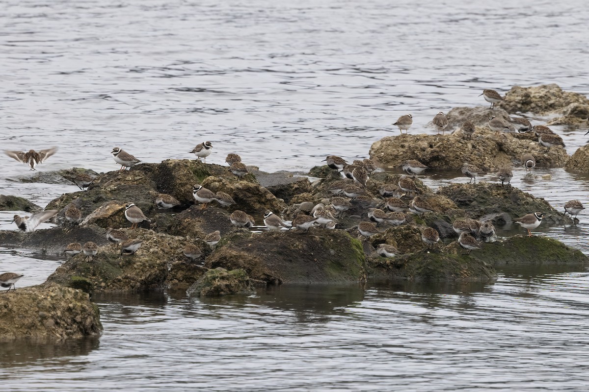 Common Ringed Plover - ML620666463