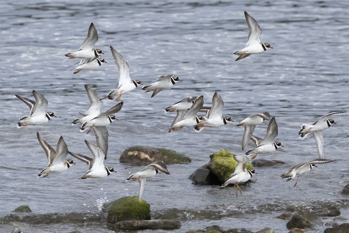 Common Ringed Plover - ML620666464