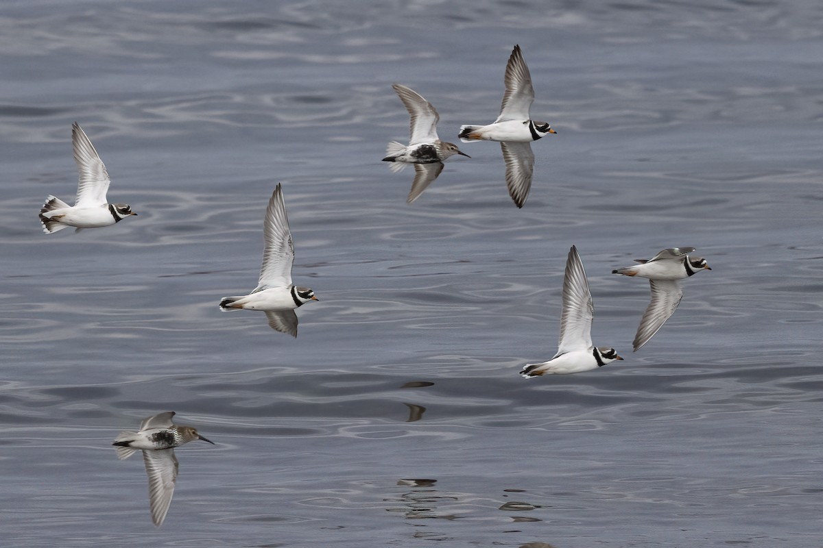 Common Ringed Plover - ML620666465